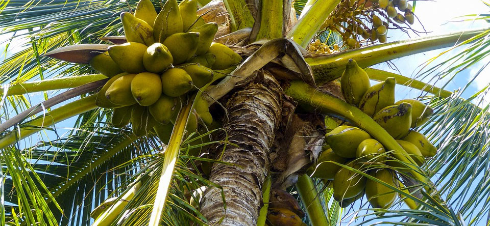 Palm Tree with Coconuts